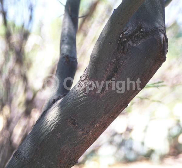 Yellow blooms; Evergreen; Semi-evergreen