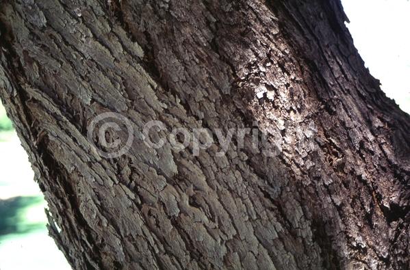 Yellow blooms; Evergreen; Semi-evergreen