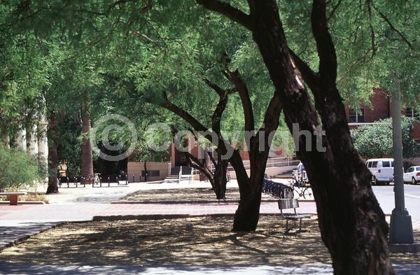 Yellow blooms; Evergreen; Semi-evergreen