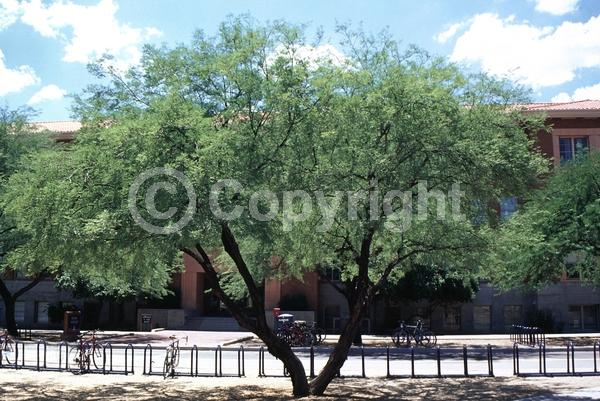 Yellow blooms; Evergreen; Semi-evergreen