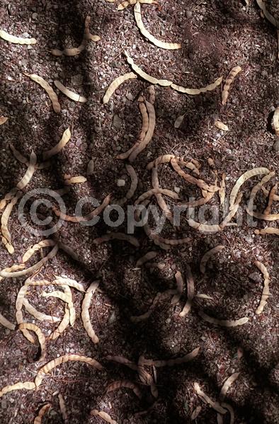 Yellow blooms; Evergreen; Semi-evergreen