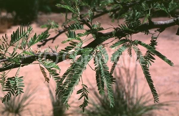 Yellow blooms; Semi-evergreen; Deciduous