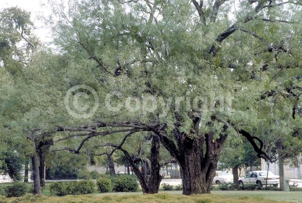 Yellow blooms; Semi-evergreen; Deciduous; North American Native
