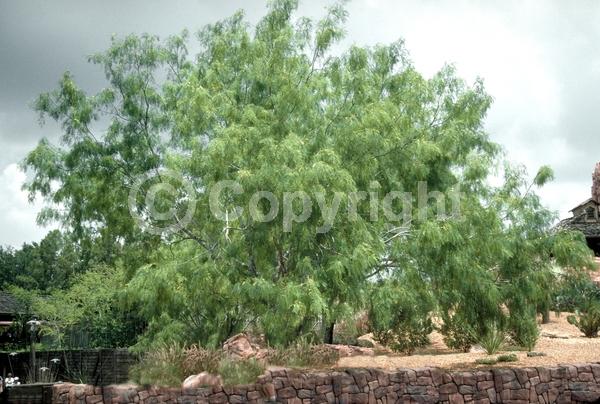 Yellow blooms; Semi-evergreen; Deciduous; North American Native