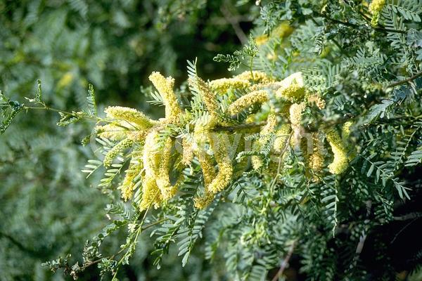 Yellow blooms; Semi-evergreen; Deciduous; North American Native