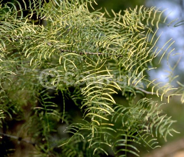 Yellow blooms; Semi-evergreen; Deciduous; North American Native