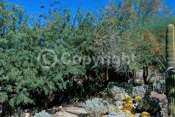 Yellow blooms; Semi-evergreen; Deciduous; North American Native