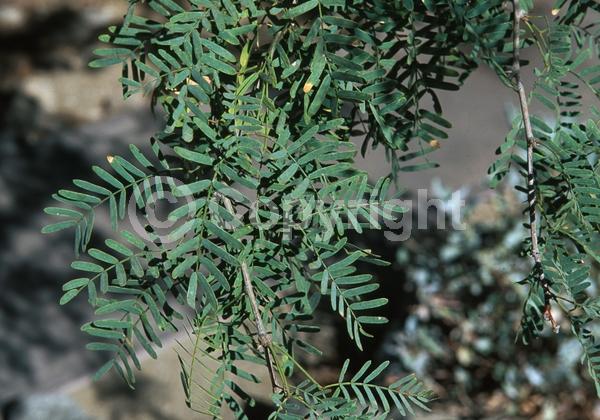 Yellow blooms; Semi-evergreen; Deciduous; North American Native