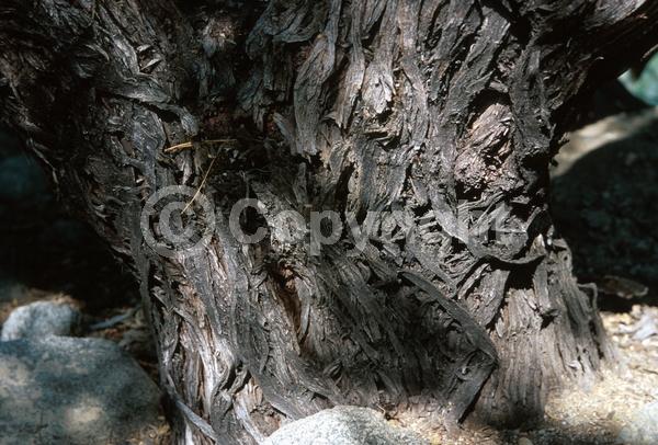 Yellow blooms; Semi-evergreen; Deciduous; North American Native