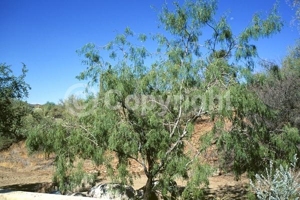 Yellow blooms; Semi-evergreen; Deciduous; North American Native