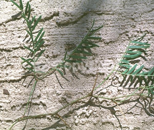 Yellow blooms; Semi-evergreen; Deciduous; North American Native