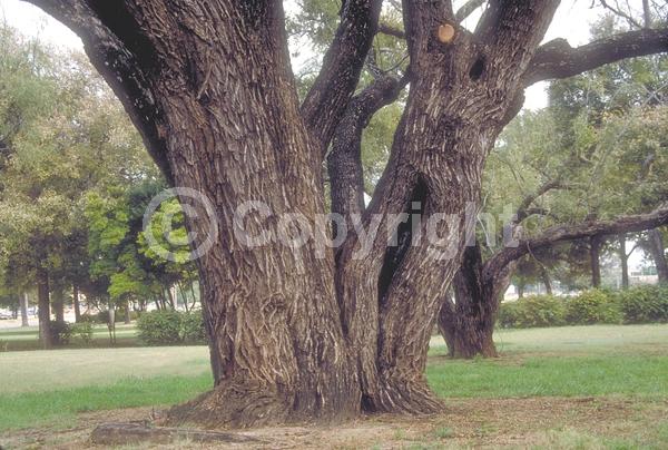 Yellow blooms; Semi-evergreen; Deciduous; North American Native