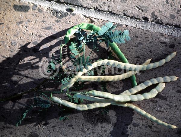 Yellow blooms; Semi-evergreen; Deciduous; North American Native