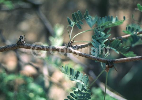 Yellow blooms; Semi-evergreen; Deciduous; North American Native