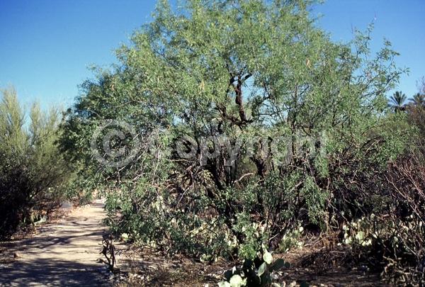 Yellow blooms; Semi-evergreen; Deciduous; North American Native