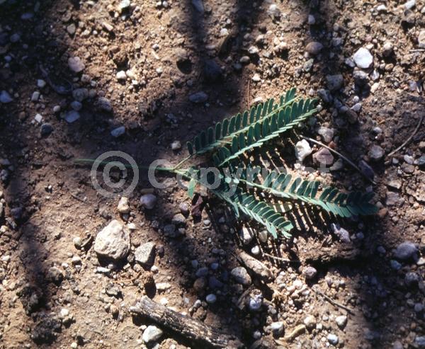 Yellow blooms; Semi-evergreen; Deciduous; North American Native