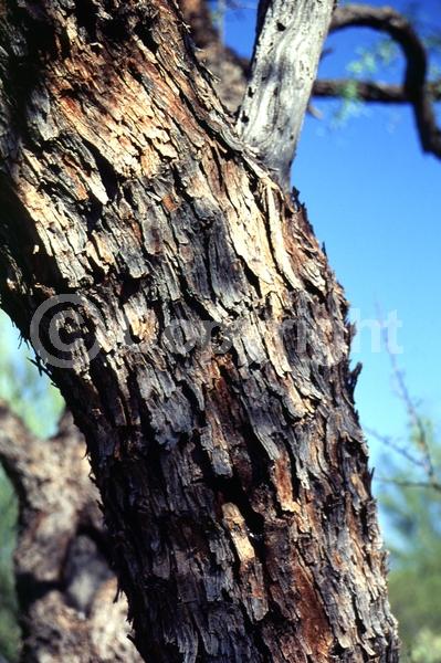 Yellow blooms; Semi-evergreen; Deciduous; North American Native