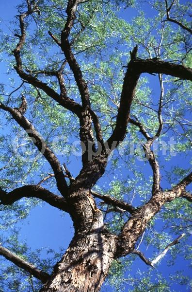 Yellow blooms; Semi-evergreen; Deciduous; North American Native