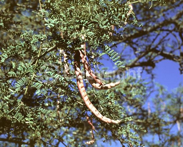 Yellow blooms; Semi-evergreen; Deciduous; North American Native