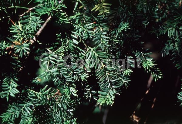 Yellow blooms; Green blooms; Evergreen; Needles or needle-like leaf