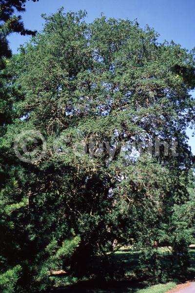 Yellow blooms; Green blooms; Evergreen; Needles or needle-like leaf