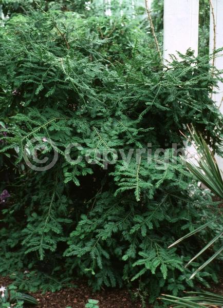 Yellow blooms; Green blooms; Evergreen; Needles or needle-like leaf