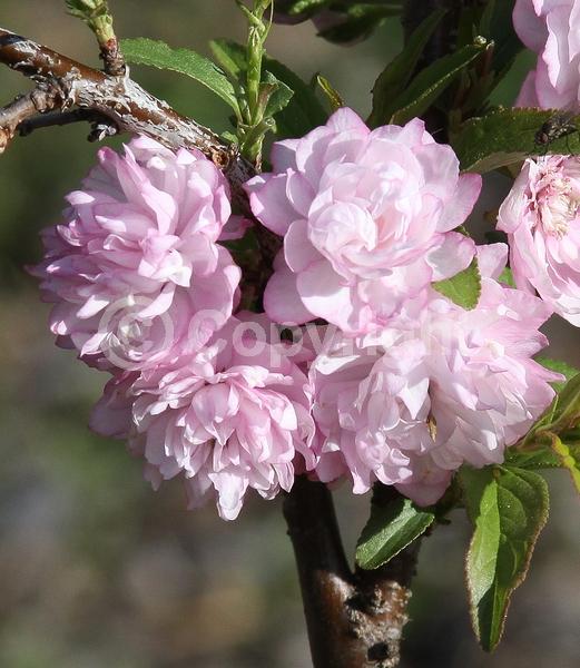 Pink blooms; Deciduous; Broadleaf