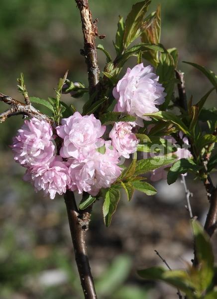 Pink blooms; Deciduous; Broadleaf