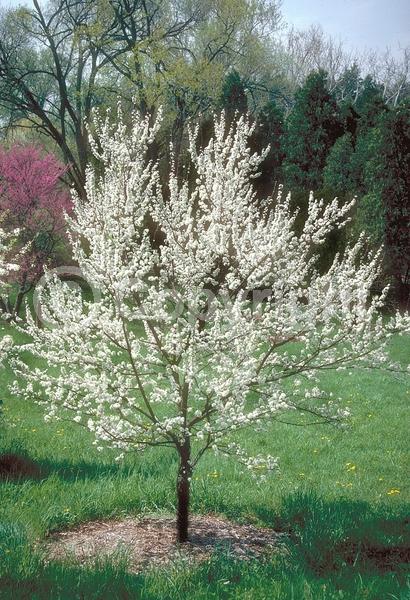 White blooms; Deciduous; Broadleaf; North American Native
