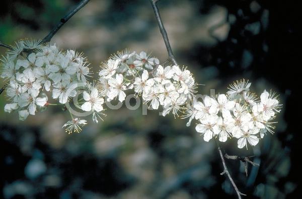 White blooms; Deciduous; Broadleaf; North American Native