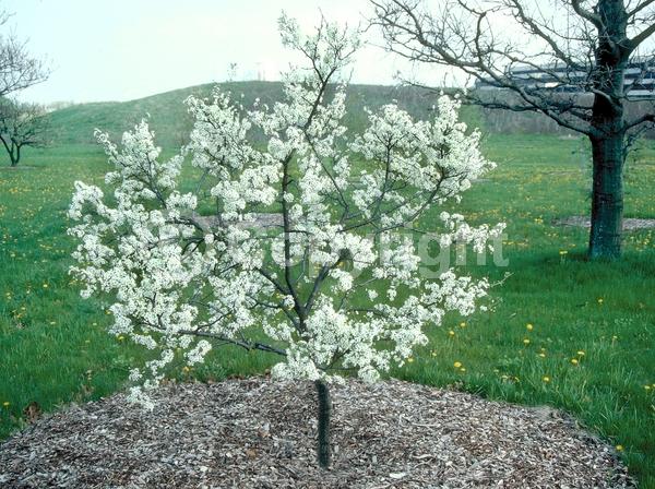 White blooms; Deciduous; Broadleaf; North American Native