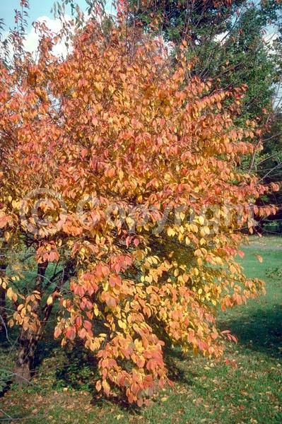 White blooms; Deciduous; Broadleaf; North American Native