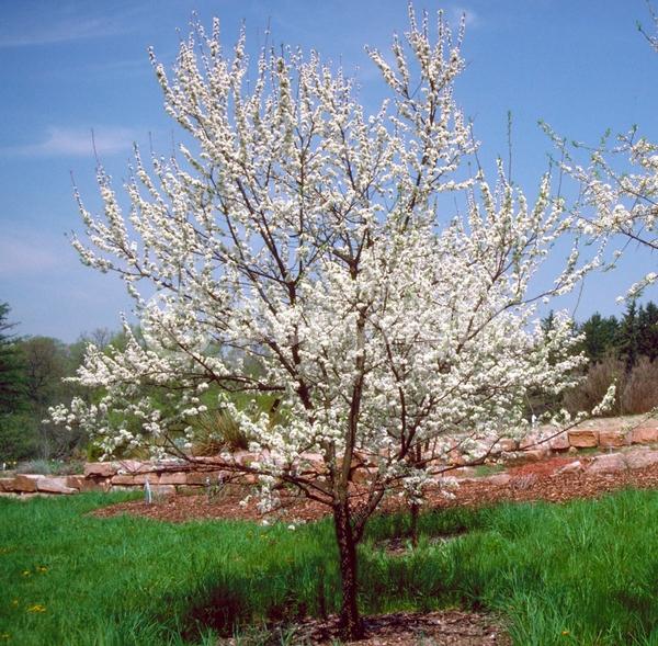 White blooms; Deciduous; Broadleaf; North American Native