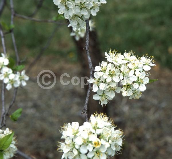 White blooms; Deciduous; Broadleaf; North American Native