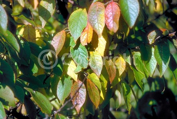 White blooms; Deciduous; Broadleaf; North American Native