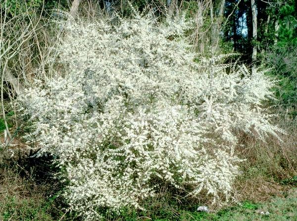 White blooms; Pink blooms; Deciduous; Broadleaf; North American Native
