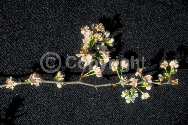 White blooms; Pink blooms; Deciduous; Broadleaf; North American Native