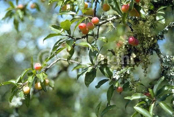 White blooms; Pink blooms; Deciduous; Broadleaf; North American Native