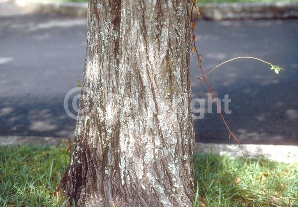 White blooms; Pink blooms; Deciduous; Broadleaf; North American Native