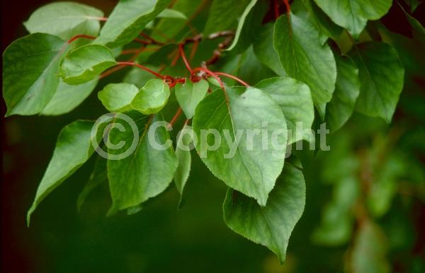 Pink blooms; Deciduous; Broadleaf