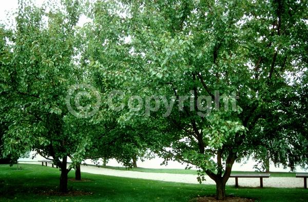 Pink blooms; Deciduous; Broadleaf