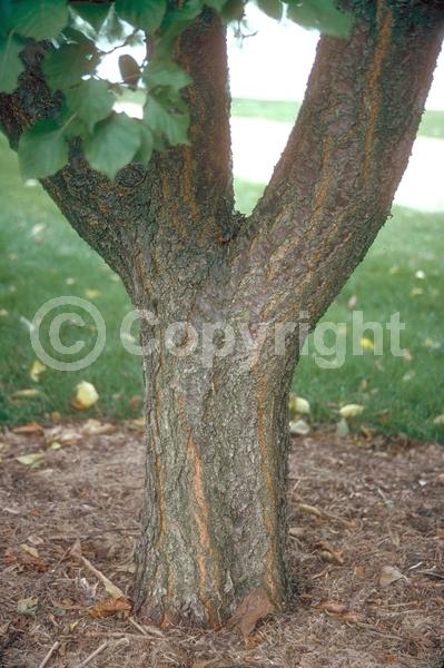 Pink blooms; Deciduous; Broadleaf