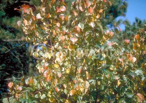 Pink blooms; Deciduous; Broadleaf