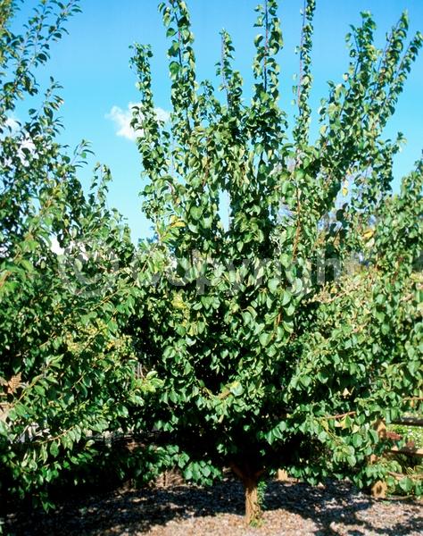 Pink blooms; Deciduous; Broadleaf