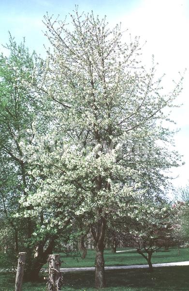 White blooms; Deciduous; Broadleaf