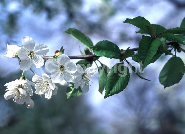 White blooms; Deciduous; Broadleaf
