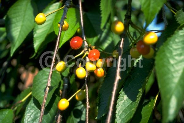 White blooms; Deciduous; Broadleaf