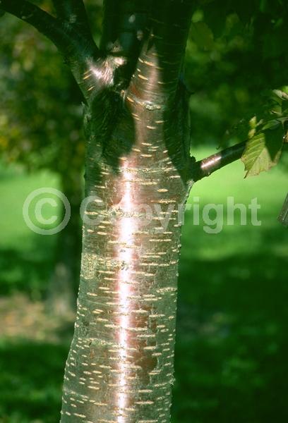 White blooms; Deciduous; Broadleaf