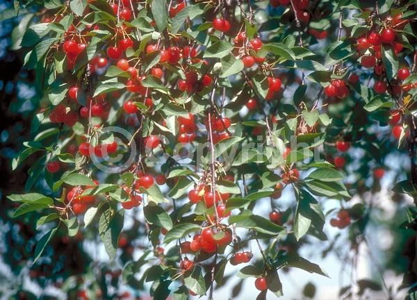 White blooms; Deciduous; Broadleaf