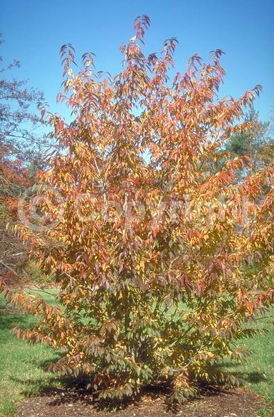 White blooms; Pink blooms; Deciduous; Broadleaf